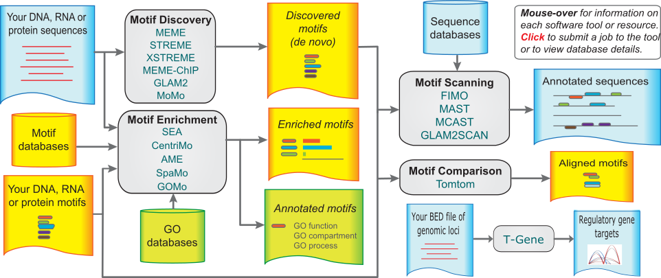 Two most significant motifs found by the MEME, DREME and AME algorithms